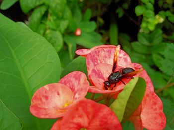 Close-up of insect on red flower