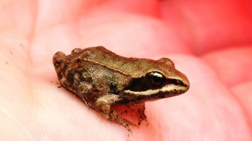 Close-up of lizard