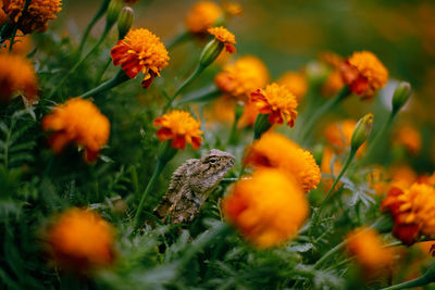 Close-up of yellow flowering plants on field