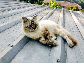 A relaxing cat on the roof during lockdown covid 19