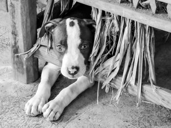 Portrait of dog sitting outdoors