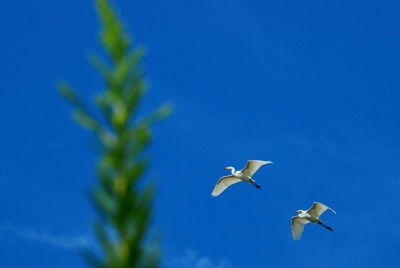 Low angle view of seagulls flying in sky