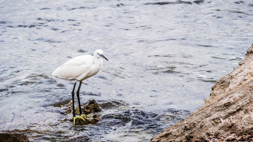 Seagull perching on rock