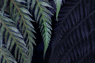 Full frame shot of wet leaves