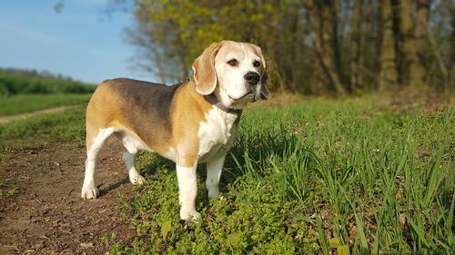 Dog standing in field