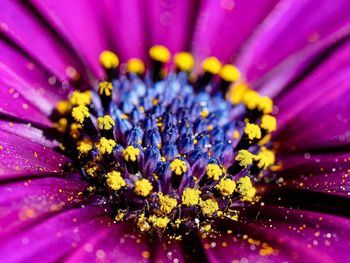 Close-up of purple flower