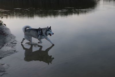 Dog in a lake