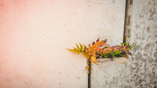 Close-up of plant against wall
