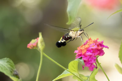 Close-up of butterfly hummingbird hawk-moth pollinating on flower