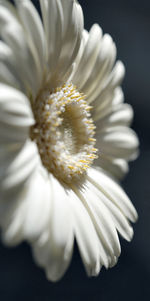 Close-up of flower against blurred background