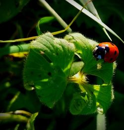 Close-up of ladybug on plant