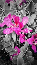 Close-up of pink flowers