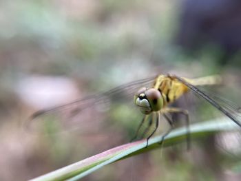 Close-up of insect on leaf dragon fly 