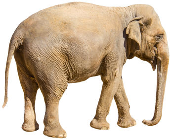 Side view of elephant