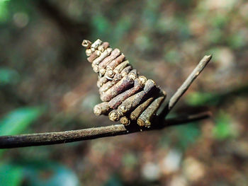 Close-up of a flower