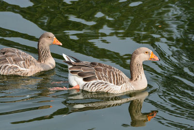 Gooses swimming in lake
