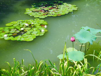 Lotus water lily in lake