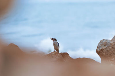 Low angle view of bird perching on rock