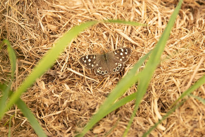 High angle view of insect on grass