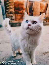 Portrait of white cat