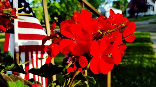 Close-up of red flowers