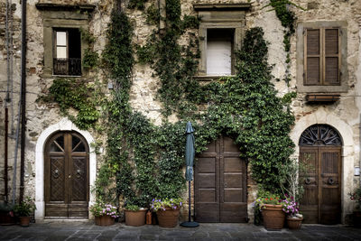 Potted plants outside building