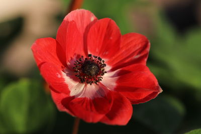 Close-up of red flower