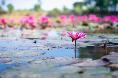 Close-up of pink water lily in lake