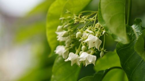 Close-up of white flowering plant leaves