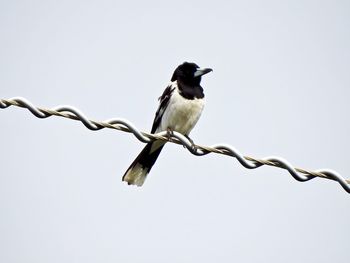 Low angle view of bird perching on wire