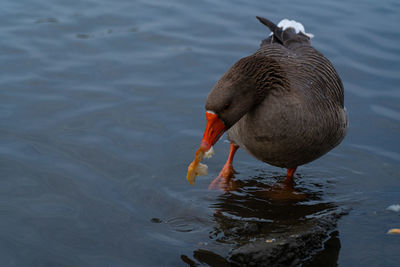 High angle view of bird in lake