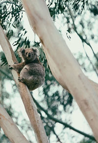 Koala in his eucalyptus ii , australia