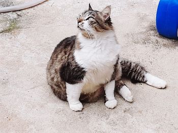 High angle view of a cat looking away