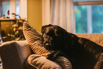 Close-up of dog resting on sofa at home