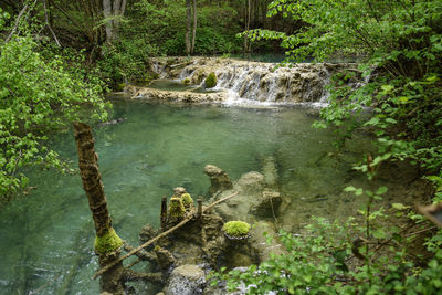 Scenic view of river flowing in forest