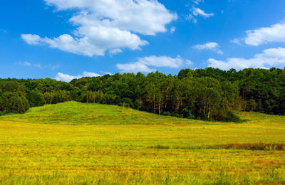 Scenic view of forest against sky