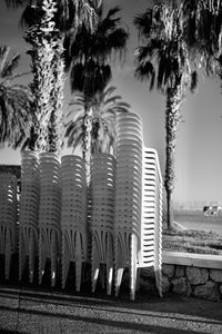 Panoramic shot of palm trees on beach