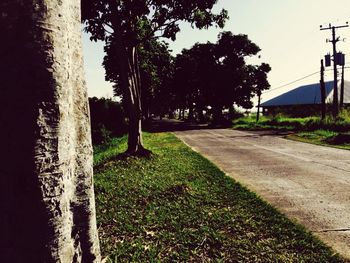 Footpath amidst trees