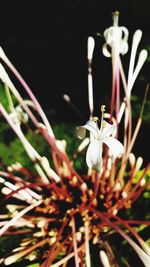 Close-up of white flowering plant