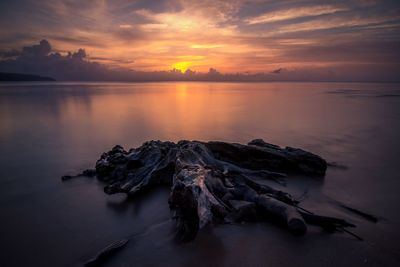 Driftwood at beach against sky during sunset