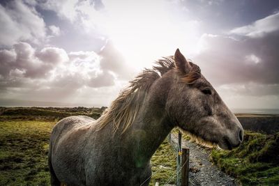 Side view of mule on landscape against sky