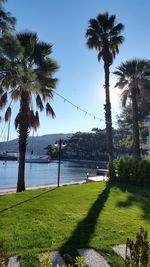 Palm trees by pond