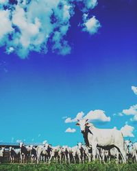 Scenic view of landscape against blue sky