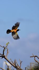 Low angle view of bird flying against sky