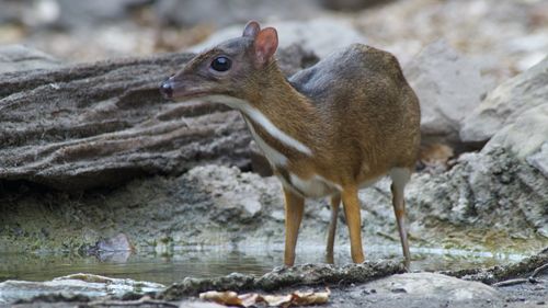 Side view of an animal on rock