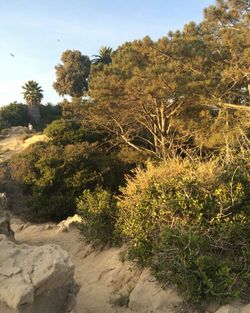 Trees growing on landscape