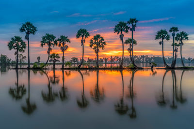 Scenic view of palm trees against sky during sunset