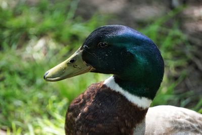 Close-up of a bird