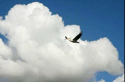 Low angle view of bird flying in sky