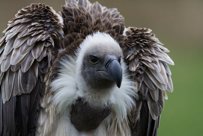 Close-up portrait of owl